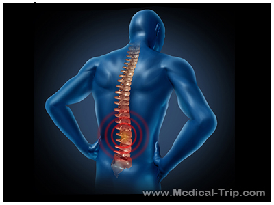 Spine