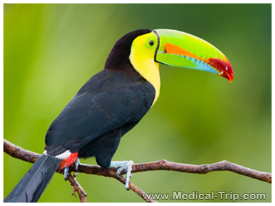 Keel Billed Toucan Costa Rica Keel Billed Toucan Costa Rica