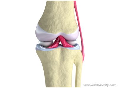 Knee Structure